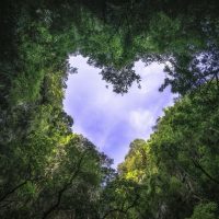 heart-shaped-photography-sky-rain-forest-nature-background